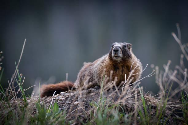 istock Yellow-bellied marmot (Marmota flaviventris) 1267347999