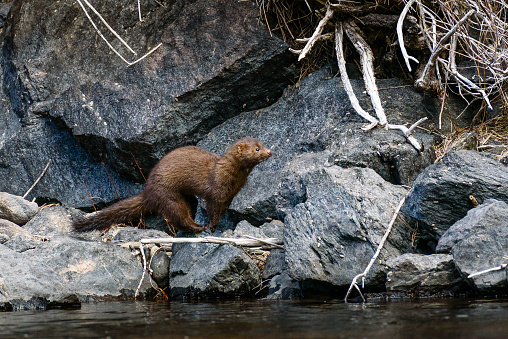 An American mink (Neovison vison) runs along the bank of the Cache la Pouder River in the Rocky Mountains of Colorado in search of food.