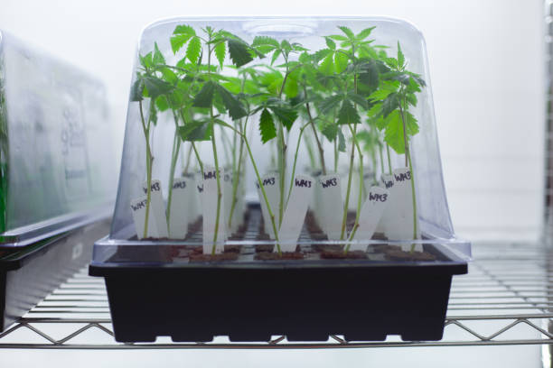 istock Medical Cannabis Clones 1267348284
