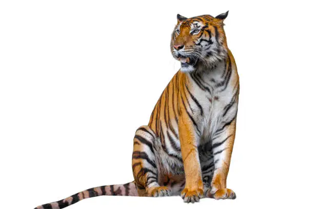 Photo of The tiger is sitdown on white background have path