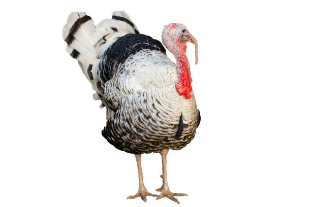 istock The big Turkey cock on white background have path 1267348399