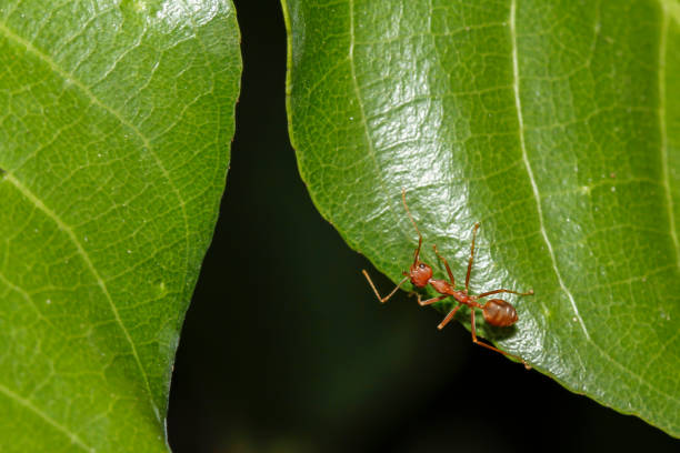 istock Close up red ant on green leaf in nature at thailand 1267348414