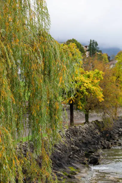 View of nature garden in autumn season near Geneva lake at swiss