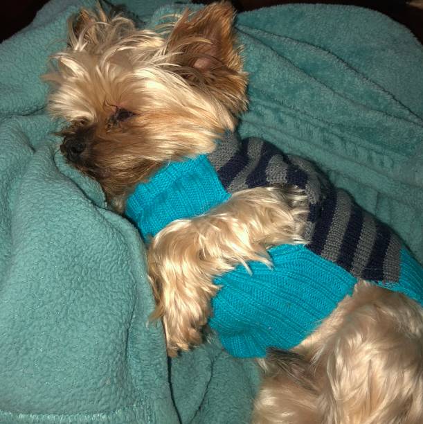istock Sleepy cold little boy 1267350160
