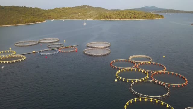 Aerial view over a large fish farm with lots of fish enclosures