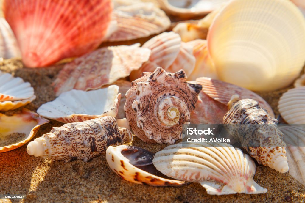 A lot of seashells on the beach sand, seashell summer background,  close up Animal Shell Stock Photo