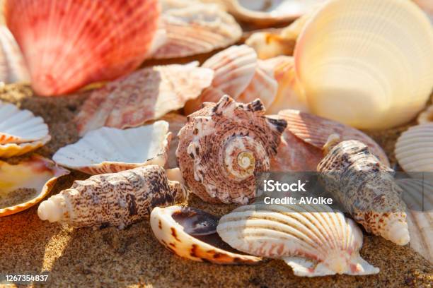 A Lot Of Seashells On The Beach Sand Seashell Summer Background Close Up Stock Photo - Download Image Now