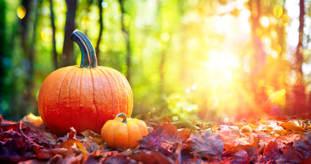 istock Pumpkins On Red Leaves In Forest At Sunset 1267355546