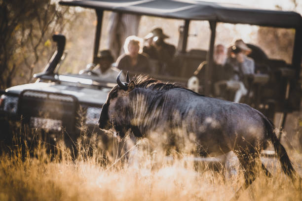 gnu che camminano davanti al visitatore e al suv nel fiume khwai in botswana - delta dellokavango foto e immagini stock