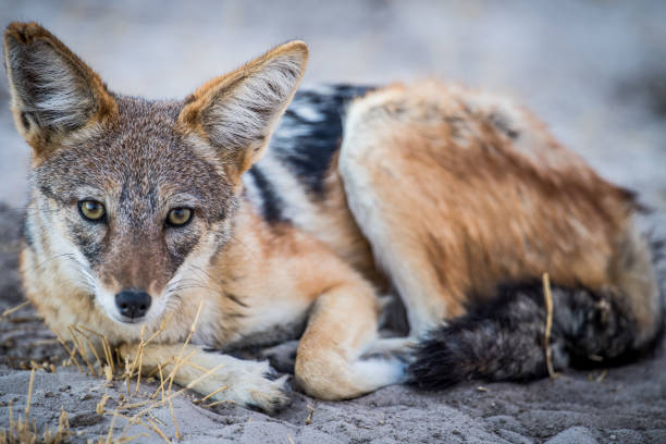 istock Single Black Jackal Lying Down On Ground In Khwai River In Bostwana 1267355731