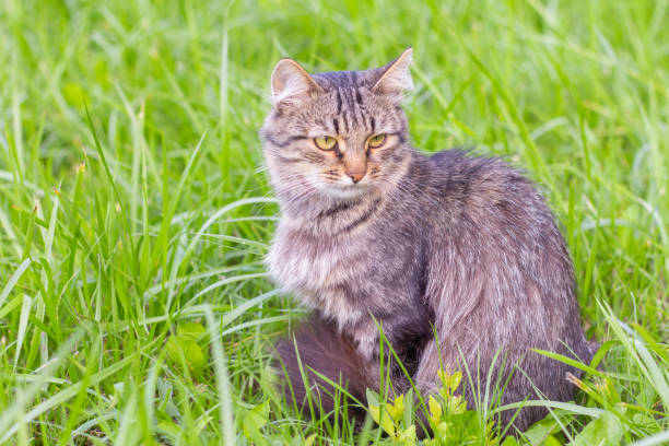 istock A beautiful fluffy grey cat sits in the grass and looks away 1267356700