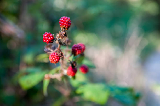 istock Blackberries On A Bush In Summertime 1267356712