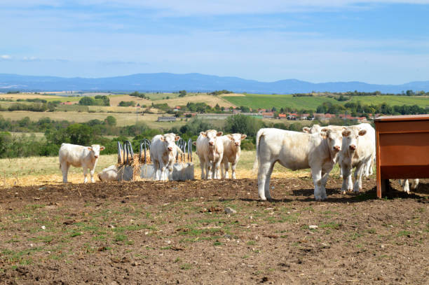 A herd of Charolais cows, in a pasture in the countryside.