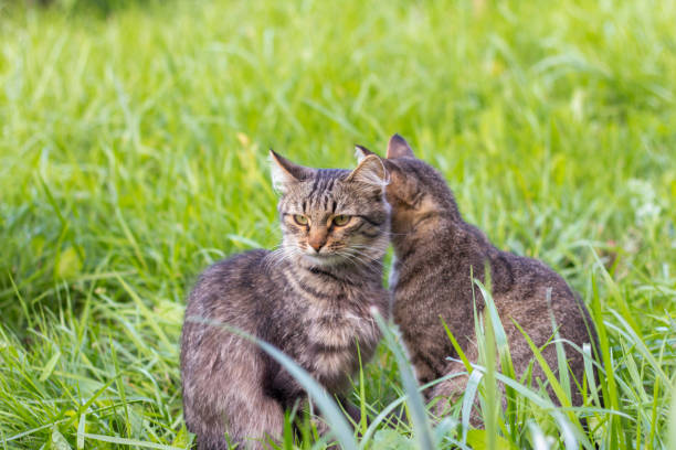 istock Two gray cats sit in the grass and look in different directions 1267356859