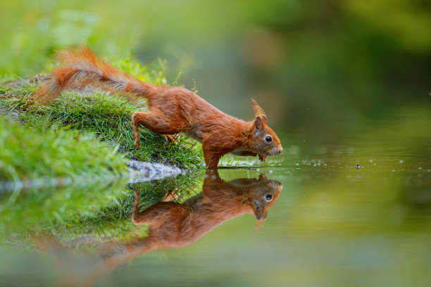 istock Red Eurasian squirrel searching for food 1267358093
