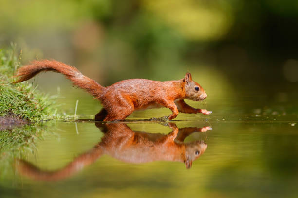 istock Red Eurasian squirrel searching for food 1267358118