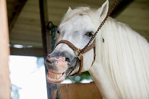 portrait of a white horse smiling at camera