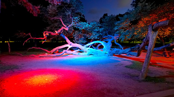 Old crooked tree in the public Park of Varna, Bulgaria, at night illuminated in different colors.