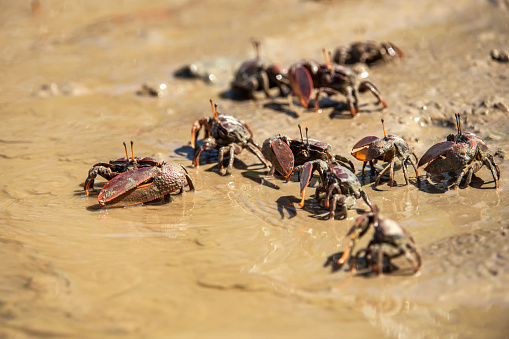 Brazilian fiddler crab photographed in Coroa Vermelha, Bahia. Atlântic Ocean. Picture made in 2016.