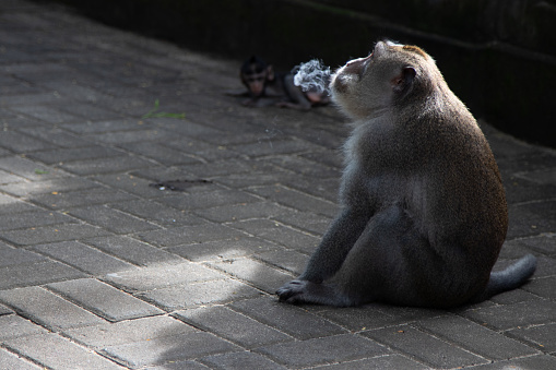 Photo of a monkey with smoke, a smoking primate. Animals, primates, wildlife, travel, fauna, tropics, freedom, wild, forest, Indonesia