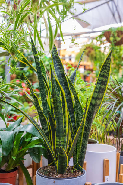 istock Big green leaves of sansevieria 1267365188