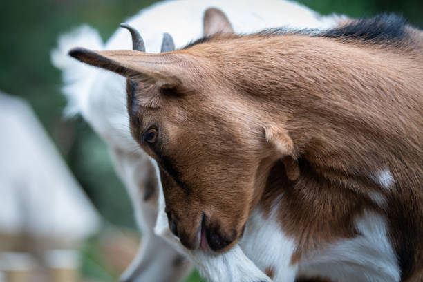 A wild goat foraging for food along the road in the U.S. Virgin Islands National Park on the island of Saint John.