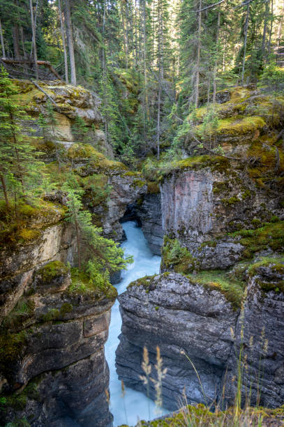 istock Maligne Canyon, Jasper National Park 1267367957