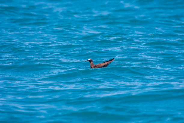 Brown Noddy photographed in Coroa Vermelha Island, which is part of the Abrolhos Archipelago in Bahia, Brazil. Brown Noddy photographed in Coroa Vermelha Island, which is part of the Abrolhos Archipelago in Bahia, Brazil. Atlantic Ocean. Picture made in 2016. brown noddy stock pictures, royalty-free photos & images