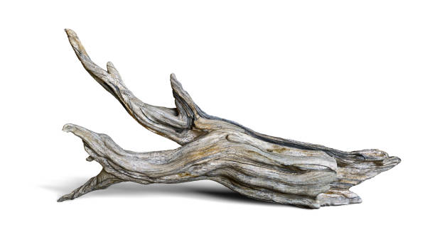 bois flotté isolé sur fond blanc, branche âgée - driftwood wood textured isolated photos et images de collection