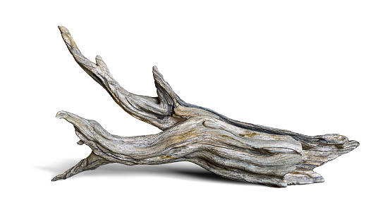 driftwood isolated on white background, aged branch