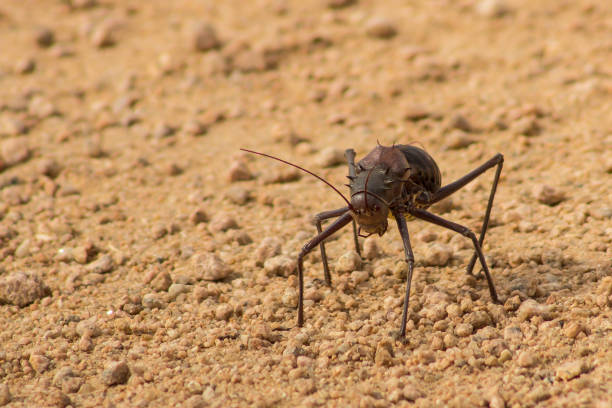 An Armored Katydid, Acanthoplus discoidalis, in an aggressive pose on the bare ground in the Augrabies National Park, Northern Cape, South Africa
