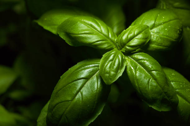 istock fresh green leafs of basil, Latin name Ocimum basilicum 1267368415