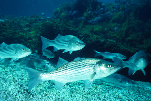 полосатый бас 66 - rockfish стоковые фото и изображения