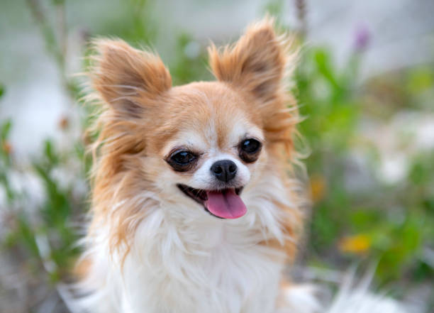 istock little chihuahua 1267369512