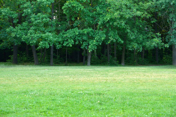 istock the edge of the oak forest 1267369636
