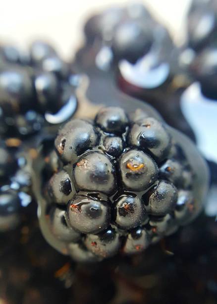 istock blackberry fruit organic with waterdrops 1267370970