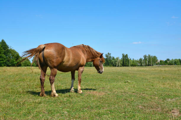 istock the horse grazes in the field 1267371005