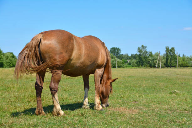 istock the horse grazes in the field 1267371053