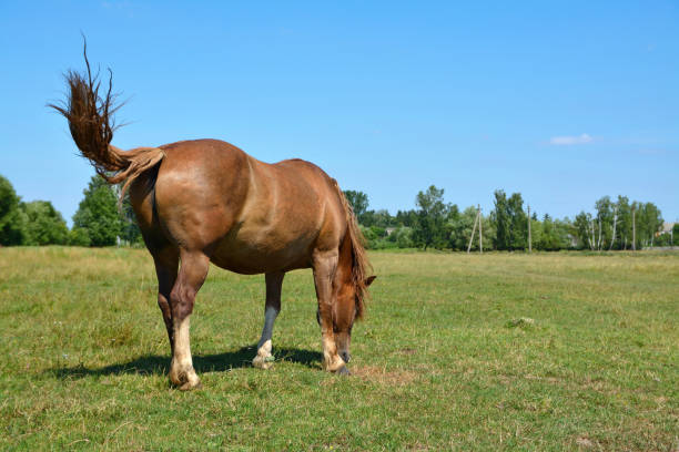 istock the horse grazes in the field 1267371100