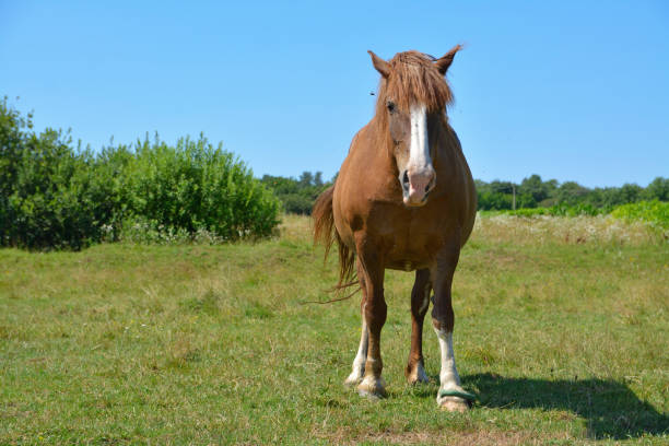 istock the horse grazes in the field 1267371221