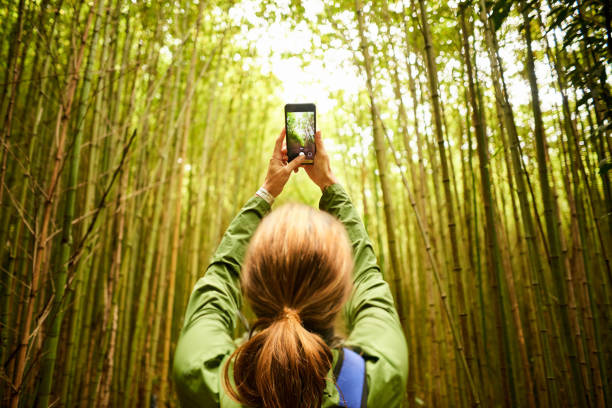 istock Hiker clicking photos of tall trees 1267371367