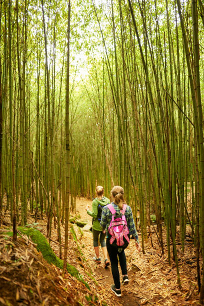 istock Following the trail in forest 1267371621