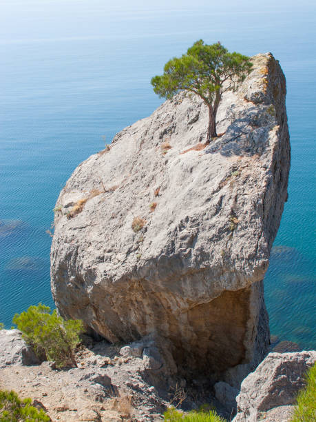 istock Sunny sea view with single pine trees on rock 1267372638