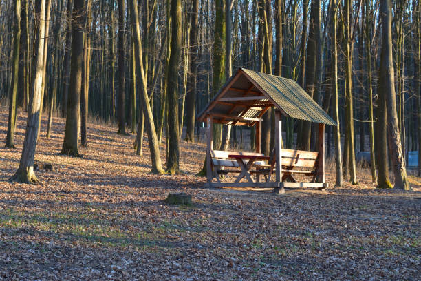 wooden arbor in the forest