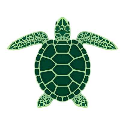 Sea turtle vector illustration. Isolated on a white background