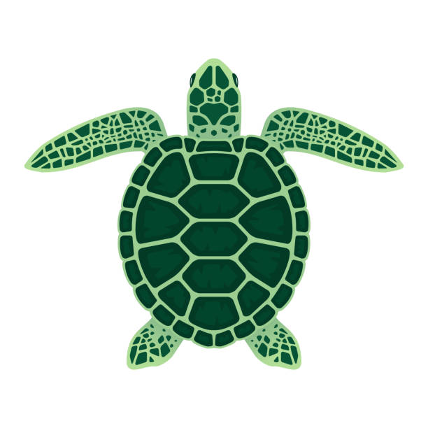 Sea turtle vector illustration on a white background Sea turtle vector illustration. Isolated on a white background turtle stock illustrations