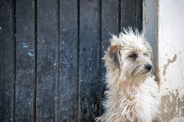 istock Street dog on Mexico 1267377488