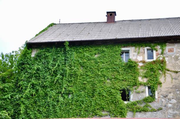 Plants on concrete old white garden wall with window with bar.