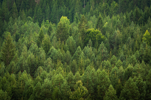 Misty landscape with fir forest