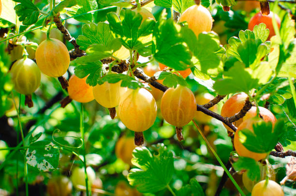 blick auf frische grüne stachelbeeren auf einem zweig der stachelbeere busch im garten. nahaufnahme von der organischen stachelbeere beeren hängt auf einem ast unter den blättern. - gooseberry fruit growth green stock-fotos und bilder